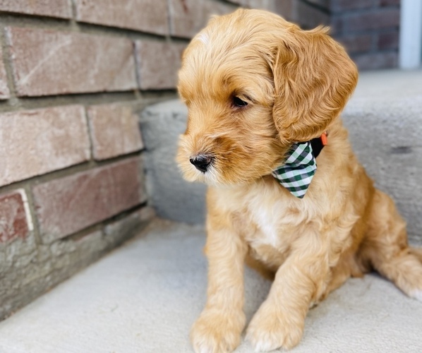 Medium Photo #5 Australian Labradoodle Puppy For Sale in SEATTLE, WA, USA