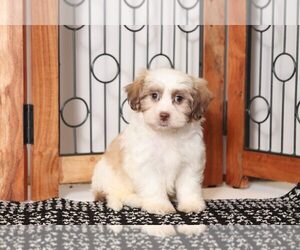 Zuchon Puppy for sale in NAPLES, FL, USA