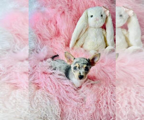 Medium Photo #11 Chihuahua Puppy For Sale in NEW YORK, NY, USA
