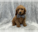 Small Photo #7 Goldendoodle (Miniature) Puppy For Sale in LAKELAND, FL, USA