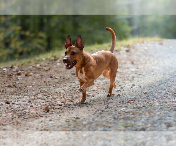 Medium Photo #5 Mutt Puppy For Sale in Rockaway, NJ, USA