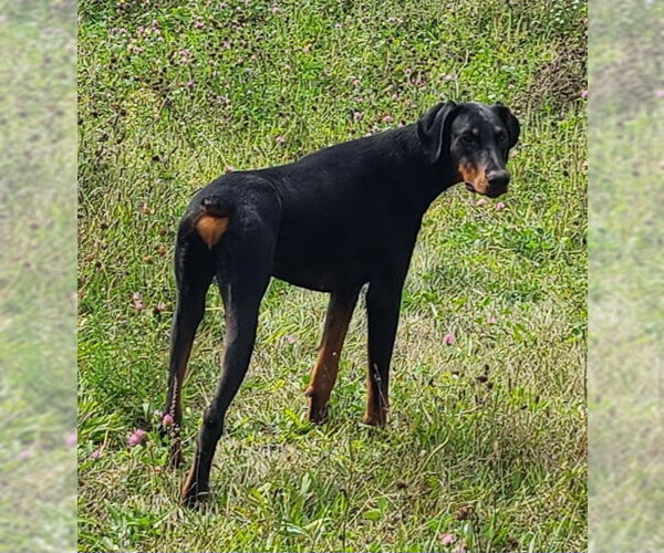 Medium Photo #6 Doberman Pinscher Puppy For Sale in Minneaoplis, MN, USA