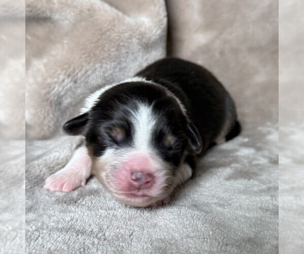 Medium Photo #1 Australian Shepherd Puppy For Sale in HENRICO, VA, USA