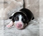 Puppy Pepper Australian Shepherd