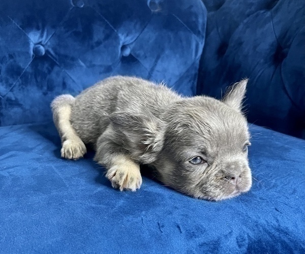 Medium Photo #11 French Bulldog Puppy For Sale in MILWAUKEE, WI, USA
