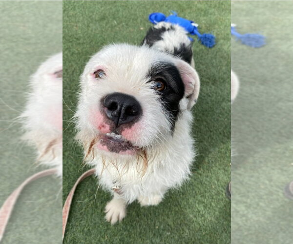 Medium Photo #1 Border Terrier-Unknown Mix Puppy For Sale in Lakewood, CO, USA