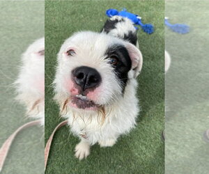 Border Terrier-Unknown Mix Dogs for adoption in Lakewood, CO, USA