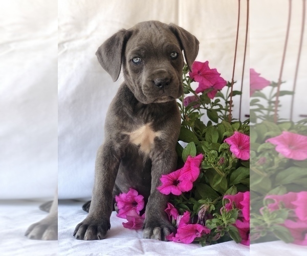 Medium Photo #1 Cane Corso Puppy For Sale in PAWTUCKET, RI, USA