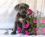 Small Photo #1 Cane Corso Puppy For Sale in PAWTUCKET, RI, USA