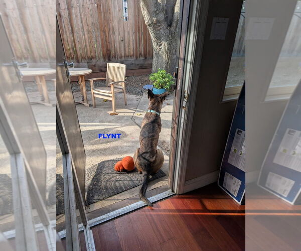 Medium Photo #4 Holland Shepherd-Unknown Mix Puppy For Sale in Woodland Hills, CA, USA