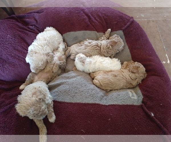 Medium Photo #3 Poodle (Miniature) Puppy For Sale in MORRISONVILLE, NY, USA