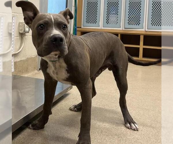 Medium Photo #1 American Staffordshire Terrier-Unknown Mix Puppy For Sale in Grand Prairie, TX, USA