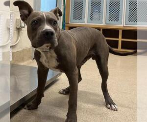 American Staffordshire Terrier-Unknown Mix Dogs for adoption in Grand Prairie, TX, USA