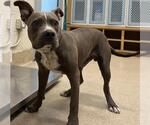 Small American Staffordshire Terrier Mix