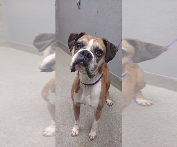 Medium Photo #1 Boxer-Unknown Mix Puppy For Sale in Las Vegas, NV, USA