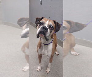 Boxer-Unknown Mix Dogs for adoption in Las Vegas, NV, USA