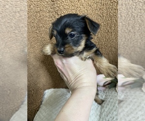 Yorkshire Terrier Puppy for sale in FENTON, MI, USA