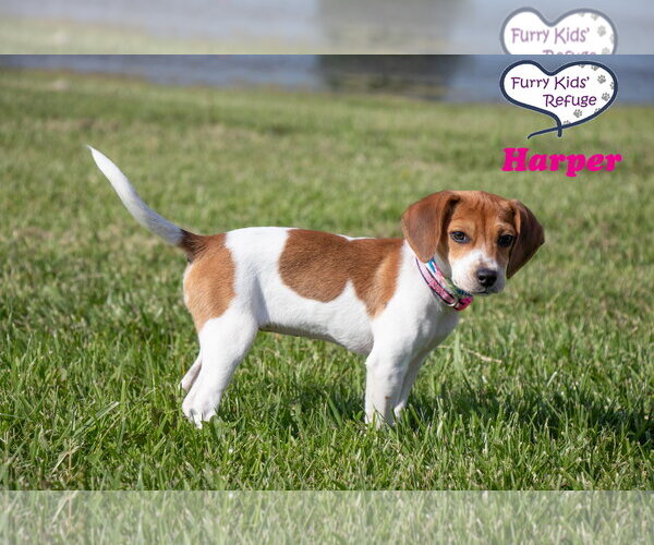 Medium Photo #3 Beagle-Unknown Mix Puppy For Sale in Lee's Summit, MO, USA