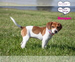 Small #2 Beagle Mix