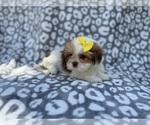 Small #3 Lhasa Apso