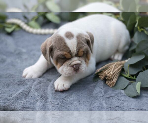 Medium Photo #3 Beabull Puppy For Sale in MILLERSBURG, OH, USA