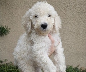 Labradoodle-Poodle (Standard) Mix Puppy for sale in SPRING HILL, FL, USA