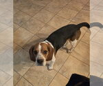 Small #2 Beagle