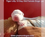 Small Photo #39 Dogo Argentino Puppy For Sale in JANE, MO, USA