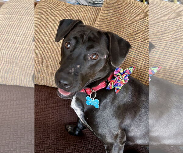 Medium Photo #1 Dachshund-Labrador Retriever Mix Puppy For Sale in Tarrytown, GA, USA