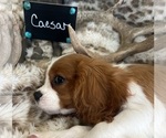 Small #1 Cavalier King Charles Spaniel