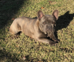 Small Photo #1 French Bulldog Puppy For Sale in VALLEY, AL, USA