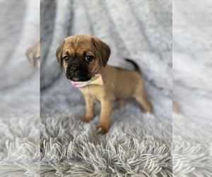 Puggle Puppy for sale in BEECH GROVE, IN, USA