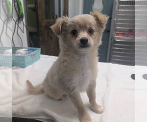 Pomeranian Mix Dog for Adoption in Chico, California USA