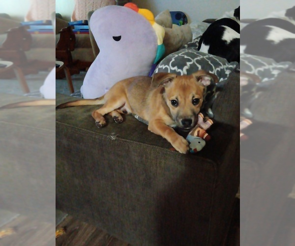 Medium Photo #1 Chihuahua-Chiweenie Mix Puppy For Sale in SHORELINE, WA, USA