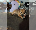 Small Chihuahua-Chiweenie Mix