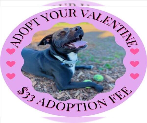 Medium Photo #3 Border Collie-Unknown Mix Puppy For Sale in Santa Cruz, CA, USA