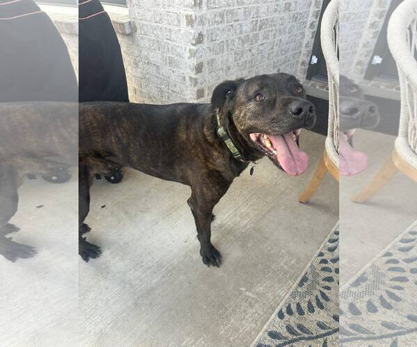Medium Photo #3 Mastiff-Unknown Mix Puppy For Sale in Dallas, TX, USA