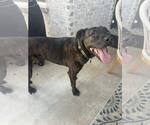 Small #2 Mastiff Mix