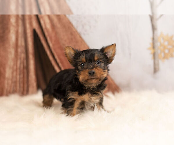 Medium Photo #4 Yorkshire Terrier Puppy For Sale in WARSAW, IN, USA