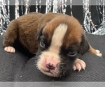 Small #1 Boxer