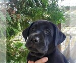 Puppy Little bit Labrador Retriever
