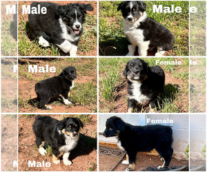 Australian Shepherd Puppy for sale in BETHLEHEM, GA, USA