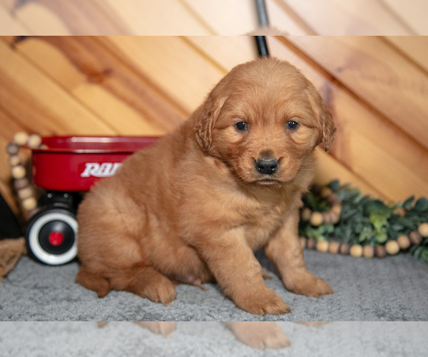 Medium Photo #11 Golden Retriever Puppy For Sale in BALTIC, OH, USA
