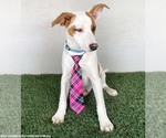 Small #3 Jack Russell Terrier Mix