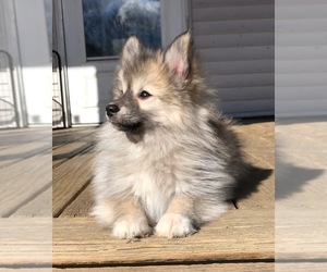 Pomsky Puppy for sale in SAVOY, MA, USA