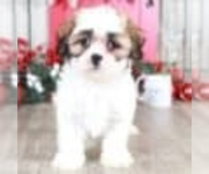 Zuchon Puppy for sale in MOUNT VERNON, OH, USA