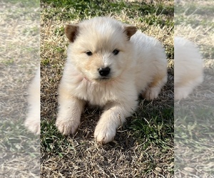 Alaskan Malamute Puppy for sale in TYLER, TX, USA
