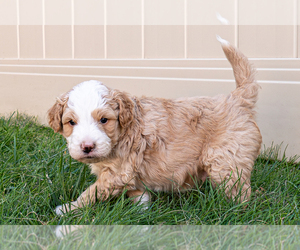 Bernedoodle (Miniature) Puppy for sale in ROY, UT, USA