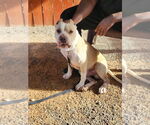 Small Photo #2  Puppy For Sale in , 
