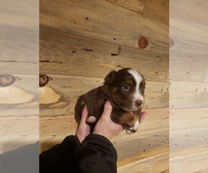 Miniature American Shepherd-Texas Heeler Mix Puppy for sale in CANON CITY, CO, USA